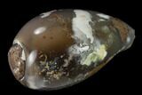 Polished, Chalcedony Replaced Gastropod Fossil - India #133534-1